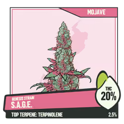 WEEDGANG.GAME - GENESIS STRAIN