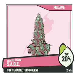 WEEDGANG.GAME - GENESIS STRAIN