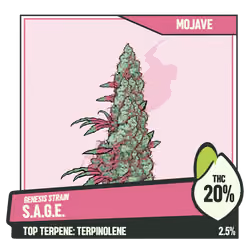 WEEDGANG.GAME - GENESIS STRAIN