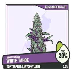 WEEDGANG.GAME - GENESIS STRAIN