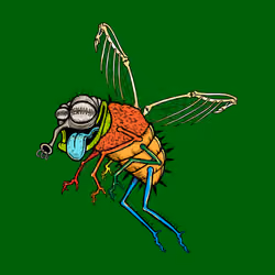 Funky Fly #2441