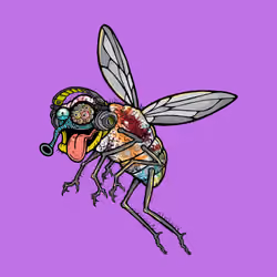 Funky Fly #2779