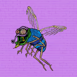 Funky Fly #5539