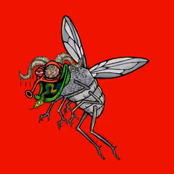 Funky Fly #573