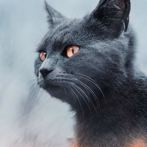 Wild Cats of the Woodland