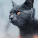 Wild Cats of the Woodland