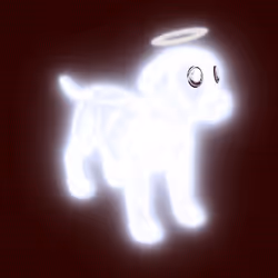 AURA PETZ #703