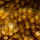 Reef Microtextures