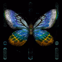 Monarch #13