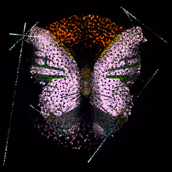 Monarch #743