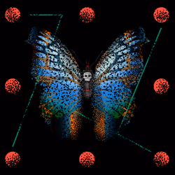Monarch #269
