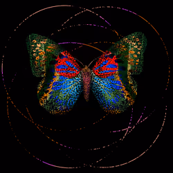 Monarch #557