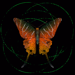Monarch #886