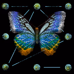 Monarch #369