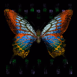Monarch #485