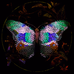 Monarch #584