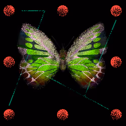 Monarch #537