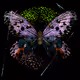 Monarch #514