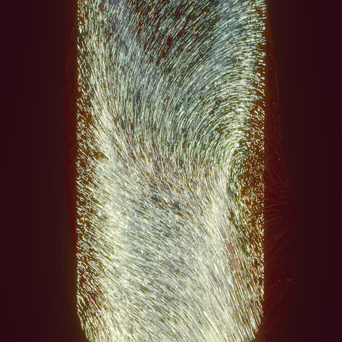 Whispers of Life #187