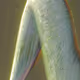 3000528