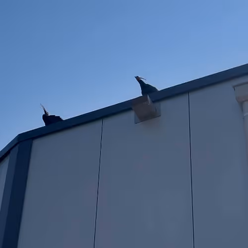Ibis Chronicles