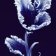 A Flower, Just For You.