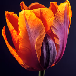 A Flower, Just For You. #211