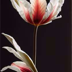 A Flower, Just For You. #28