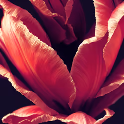 A Flower, Just For You. #67