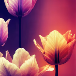 A Flower, Just For You. #70