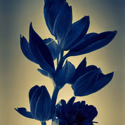 A Flower, Just For You. #25