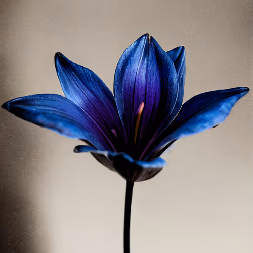 A Flower Just For You