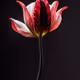A Flower, Just For You. #77