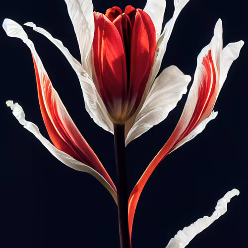A Flower Just For You