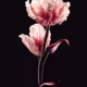 A Flower, Just For You. #78