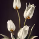 A Flower, Just For You. #88