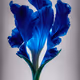 A Flower, Just For You. #79