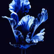 A Flower, Just For You. #87