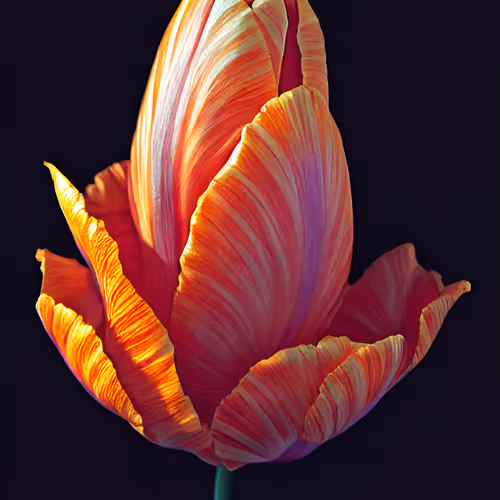 A Flower Just For You