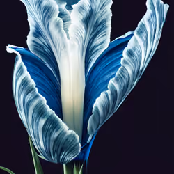 A Flower, Just For You. #66