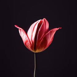 A Flower, Just For You. #26