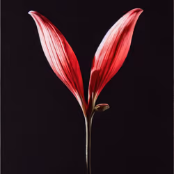 A Flower, Just For You. #68