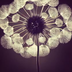 A Flower, Just For You. #213