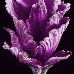 A Flower, Just For You. #212