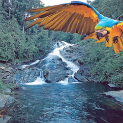 Blue and yellow macaw in the Amazon Rainforest