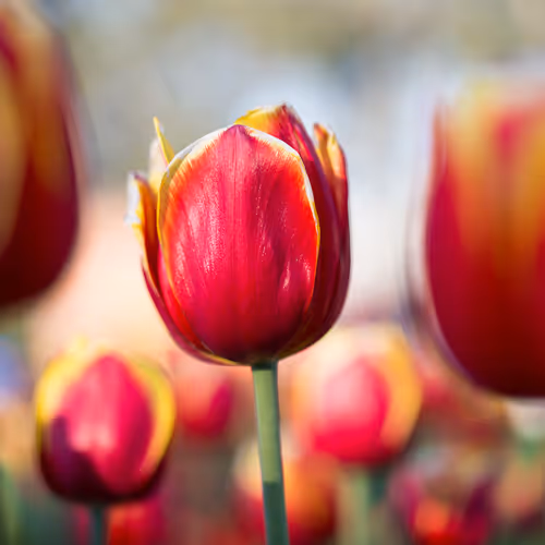 Springtime Blooms