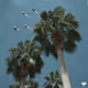 64