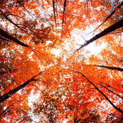 Don't Forget to Look Up