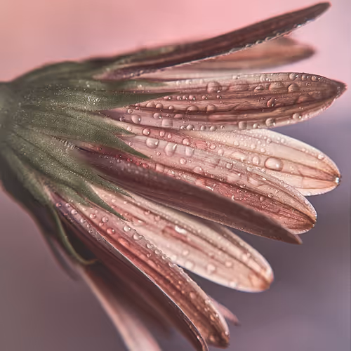 Droplets on an African Daisy