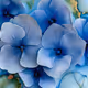 Blue Garden Delight Reimagined